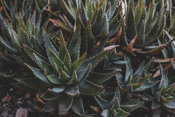 Fototapeta premium cactus in the desert