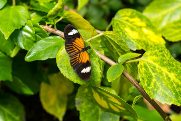 Heliconius xanthocles butterfly on the green leaves from above close up