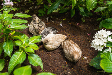 A flock of partridges on the ground among green leaves with flowers