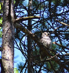 Gray Owl