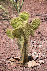 cactus verde 