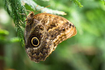 Owl butterfly. (Butterfly in the genus Caligo)  with large eyespots (ocelli) on the underside hindwings, which resemble the eyes of the familiar bird of prey