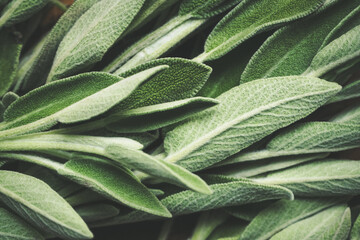 Fresh green sage leaves on the kitchen table, food background - 434011470