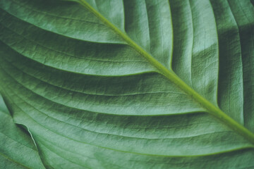 .Green background, large leaf of spathiphyllum, shallow depth of field - 434011472