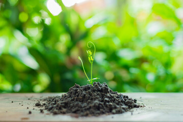 Small green plants on the soil pile on the wood