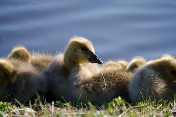 Sleepy ducklings and goslings near lake