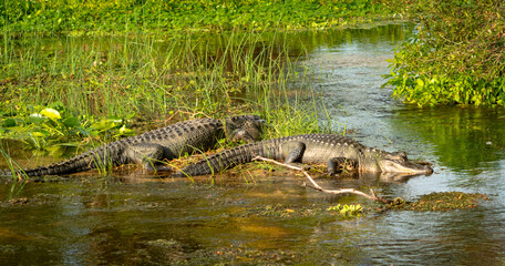 American Alligators basking in marsh at Orlando wetlands in Christmas Florida.