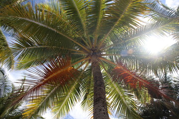 Fototapeta premium Palms on an island