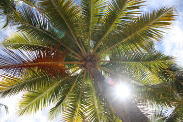 Fototapeta na wymiar Palms on an island