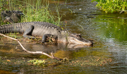 American Alligators basking in marsh at Orlando wetlands in Christmas Florida.