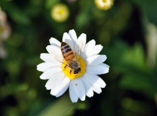 Fototapeta premium bee on daisy