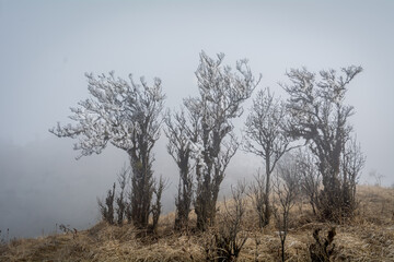 Winter landscape of Tonglu, Nepal