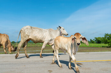 Fototapeta na wymiar Cow, A cow walking on the street, blue sky background.