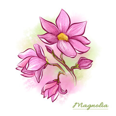 Watercolor four branches of blossom pink Magnolia Flower on white Background. Isolated Magnolias Flowers element with packaging and web