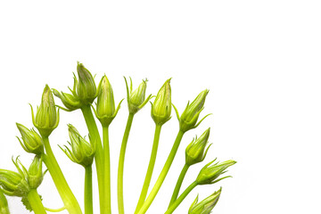 Unopened buds of zucchini pumpkin flowers on a white background.