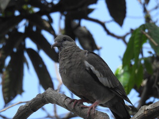 crow on a branch