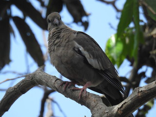 bird on a branch