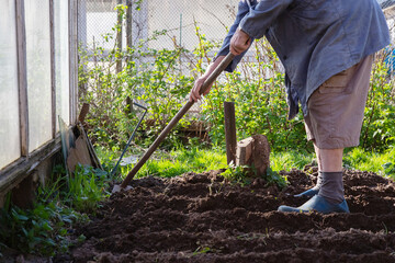 Caucasian Senior man gardener is planting potatoes.