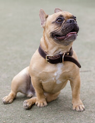 Fototapeta premium Fawn Male Frenchie Puppy Sitting with Mouth Open. Off-leash dog park in Northern California.