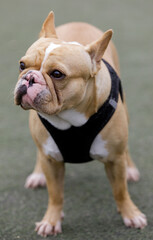 2-Year-Old exotic tan female Frenchie standing and looking away. Off-leash dog park in Northern California.