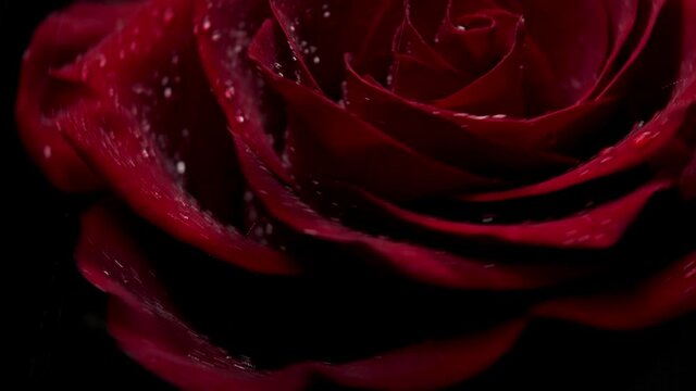 Red rose with water drops rotating on black  background. Macro drips, drips of water on flower