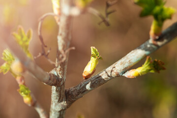 Fresh new green buds on currant branches at springtime garden background