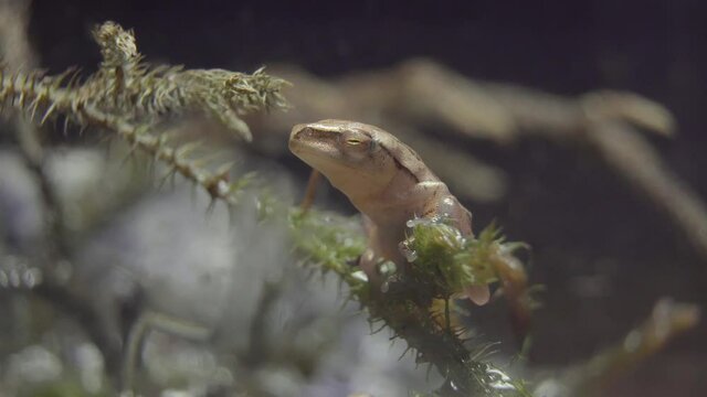 Asia Common Tree Frog, four-lined tree frog from asia (Polypedates leucomystax) is sitting on a branch and blink the eye at forest night, close up shot.