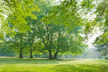 green garden