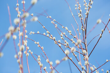 Fluffy branches of pussy willow blossomed in spring by Easter