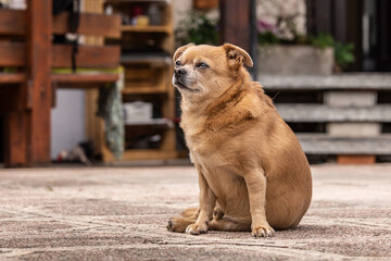 portrait of a cute chihuaha mongrel