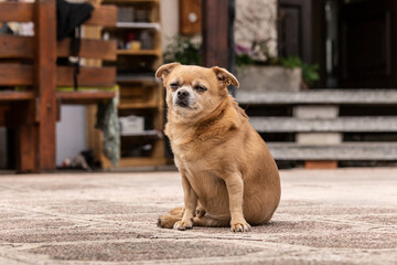 portrait of a cute chihuaha mongrel