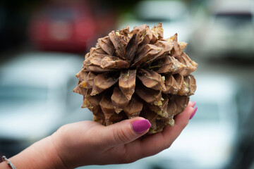 hand holding a pine cone female forest