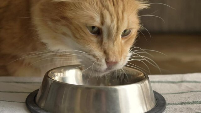 Adorable fluffy red cat eats delicious food from metal feeding bowl standing on striped towel in light room extreme closeup
