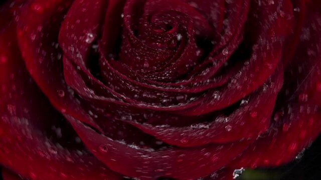 Red rose with water drops rotating on black  background. Macro drips, drips of water on flower