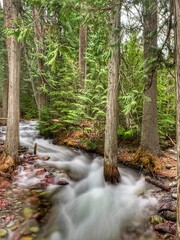 river in the forest