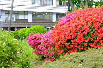 Obraz premium 盛岡城跡のサツキ