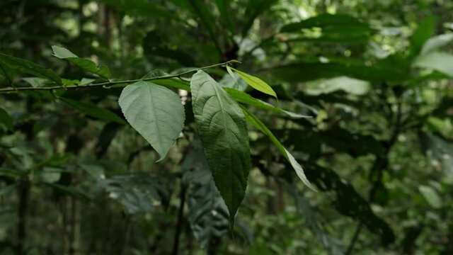 leaf rain forest