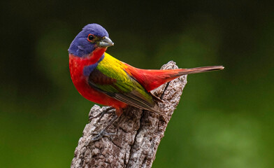 Painted Bunting Male 8