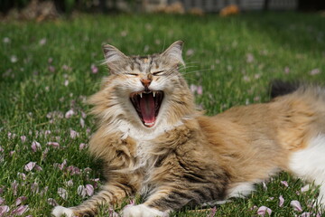 Naklejka na ściany i meble cat with teeth in the grass