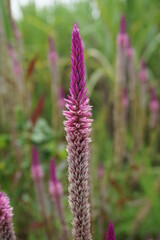 Celosia flower with a natural background