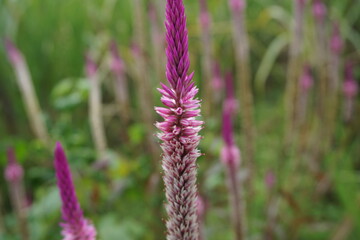 Celosia flower with a natural background