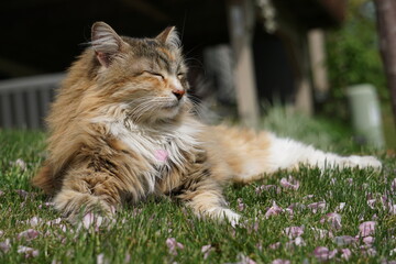 Naklejka na ściany i meble Cat in grass with petals