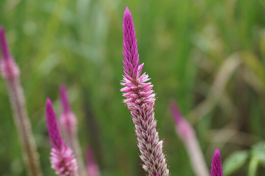 Celosia flower with a natural background