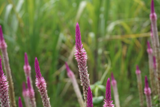 Celosia flower with a natural background