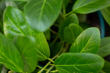 green leaves background