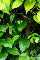 green leaves background