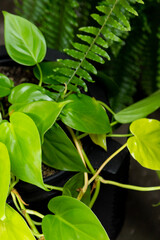 green leaves in the forest