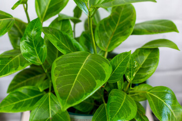fresh basil leaves