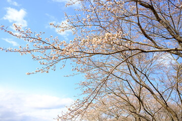青空と桜