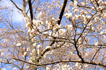 桜のクローズアップ